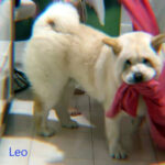 Leo - Chow Chow adottato