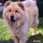 Aisha - Chow Chow adottato