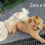 Zara e Pablo - Chow Chow adottati